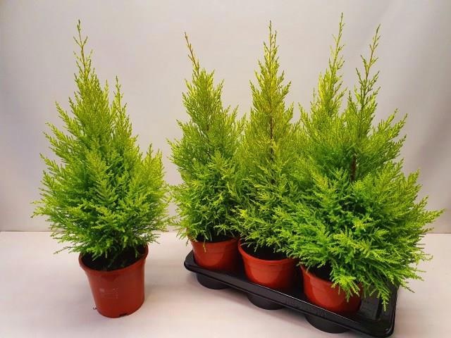 Горшечные цветы и растения оптом Cupr Ma Goldc Wilma от 6шт из Голландии с доставкой по России