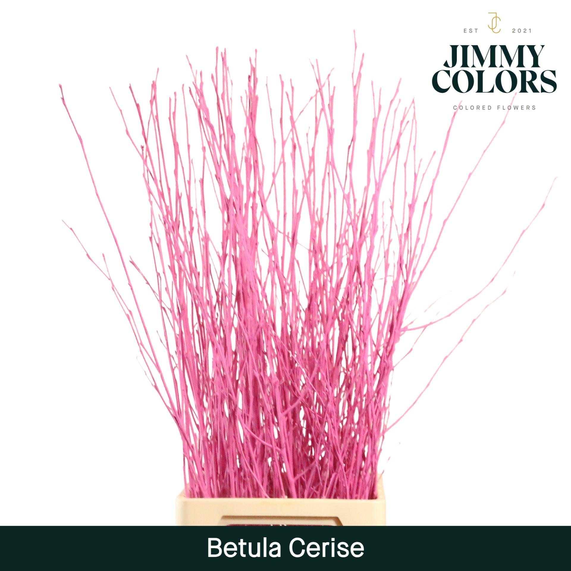 Срезанные цветы оптом Betula paint cerise A от 10шт из Голландии с доставкой по России