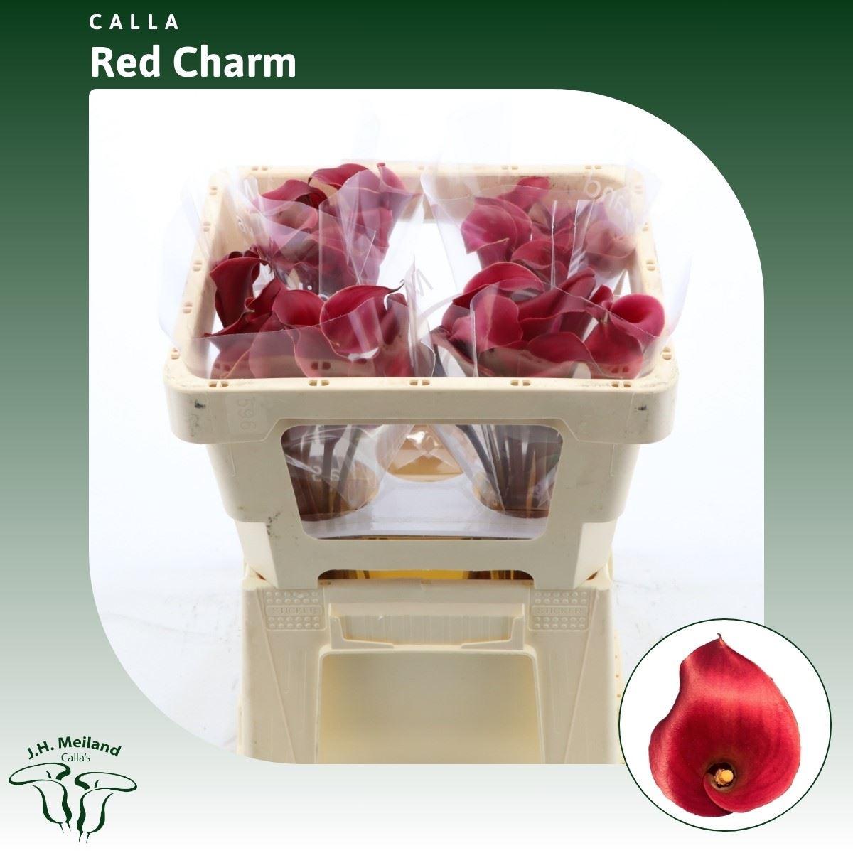 Срезанные цветы оптом Zantedeschia red charm от 40шт из Голландии с доставкой по России