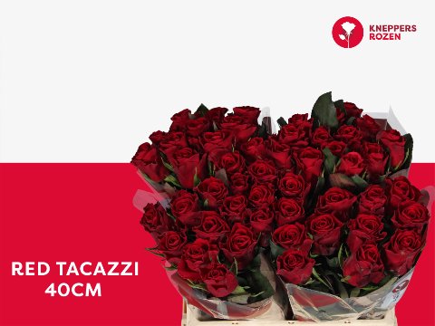 Срезанные цветы оптом Rosa large red tacazzi от 50шт. из Голландии с доставкой по России