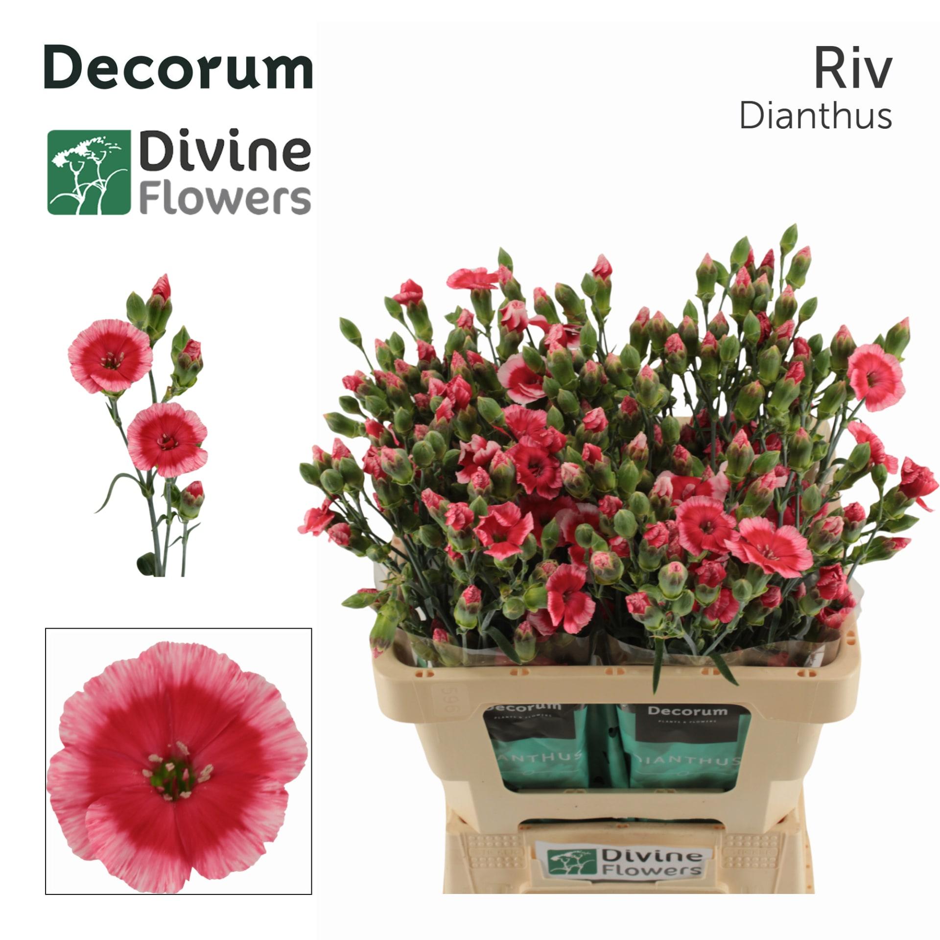 Срезанные цветы оптом Dianthus sp solomio riv от 60шт из Голландии с доставкой по России