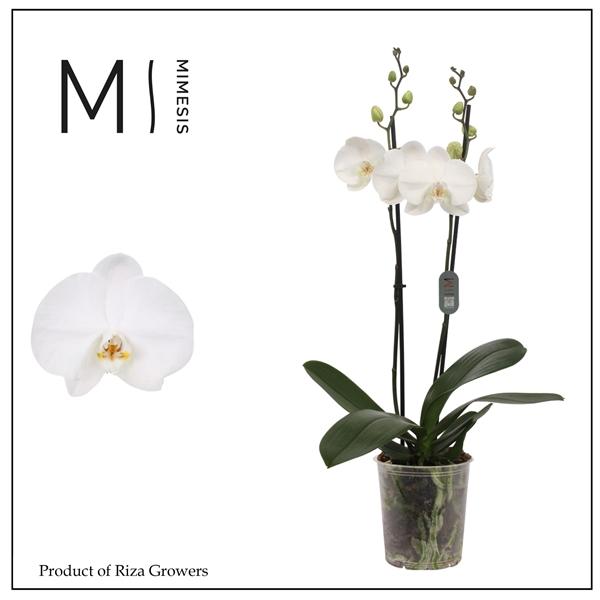 Горшечные цветы и растения оптом Phalaenopsis Ural 2 Spike - 12cm | Mimesis от 10шт из Голландии с доставкой по России