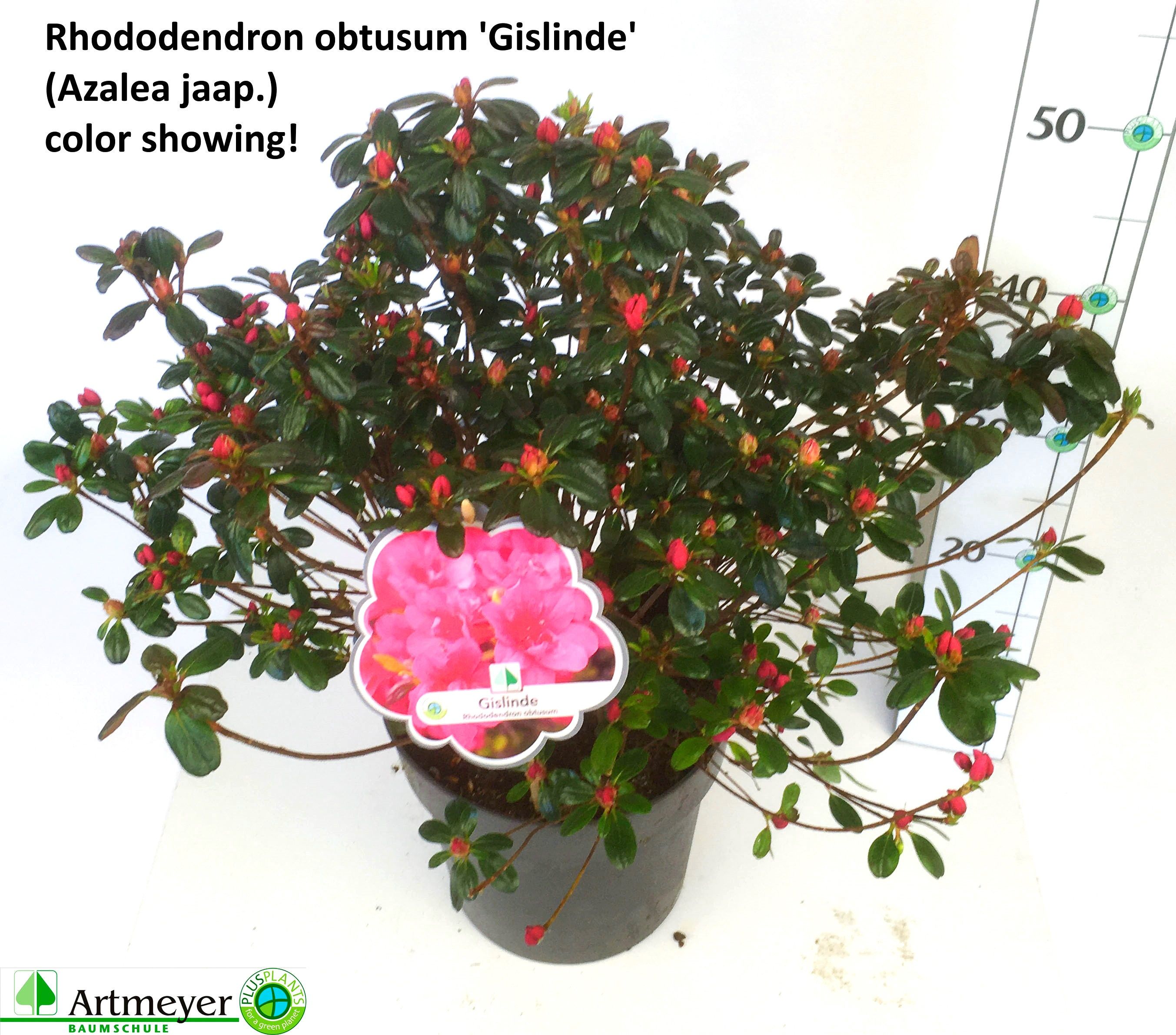 Горшечные цветы и растения оптом Rhod Ja Ov от 1шт из Голландии с доставкой по России