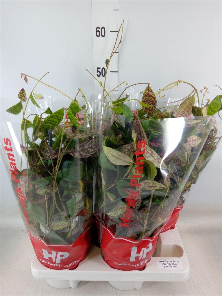 Горшечные цветы и растения оптом Aeschynanthus Marmoratus от 4шт из Голландии с доставкой по России