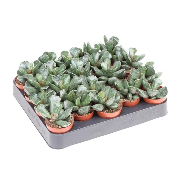 Горшечные цветы и растения оптом Adromischus Cooperii от 20шт (для телеги) из Голландии с доставкой по России Горшечные цветы и растения оптом Adromischus Cooperii от 20шт (для телеги) из Голландии с доставкой по России