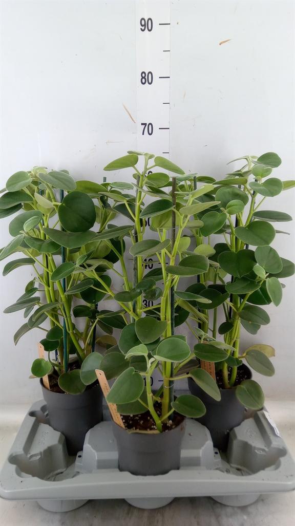 Горшечные цветы и растения оптом Peperomia от 3шт из Голландии с доставкой по России