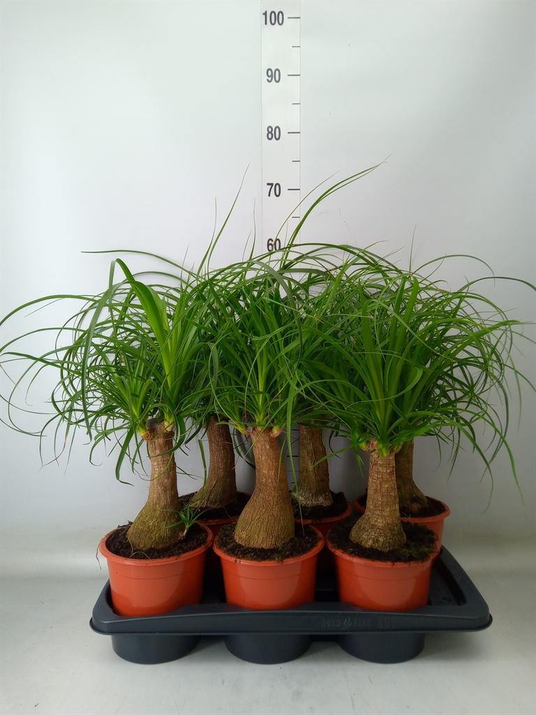 Горшечные цветы и растения оптом Beaucarnea Recurvata от 6шт из Голландии с доставкой по России