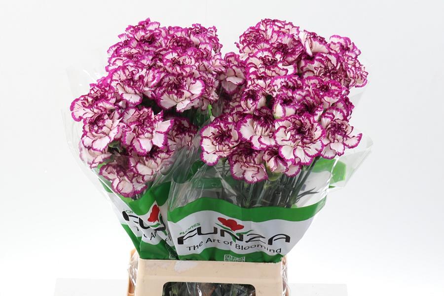 Срезанные цветы оптом Dianthus st kino от 80шт. из Голландии с доставкой по России