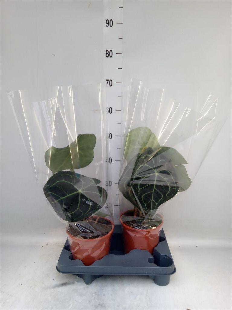 Горшечные цветы и растения оптом Anthurium Clarinervium от 2шт из Голландии с доставкой по России