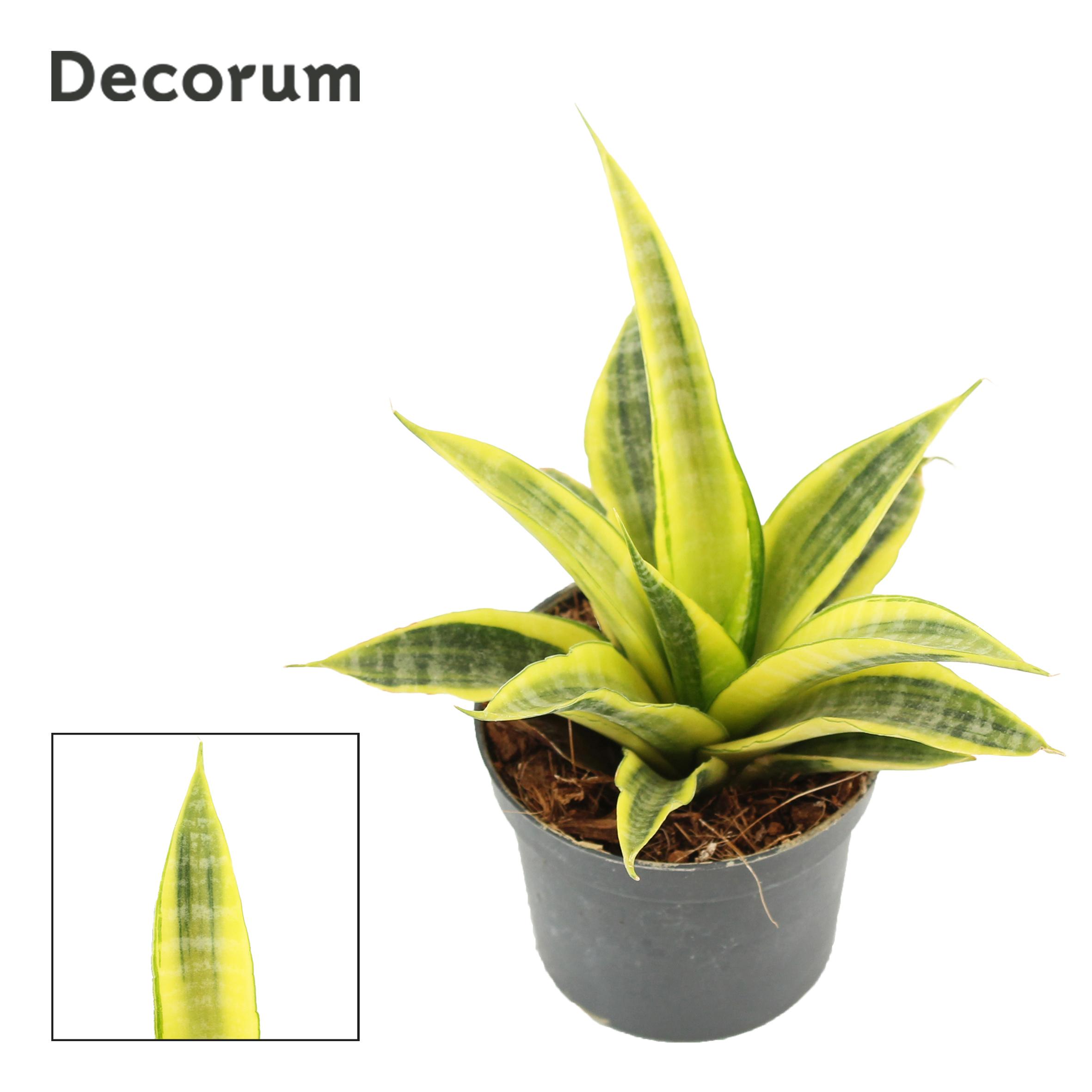 Горшечные цветы и растения оптом Sansevieria Cordova Variegated 9 Cm (decorum) от 18шт (для телеги) из Голландии с доставкой по России