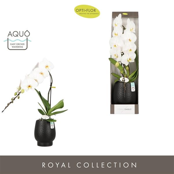 Горшечные цветы и растения оптом Phal Formidablo In Ceramic Black (opti) от 1шт из Голландии с доставкой по России