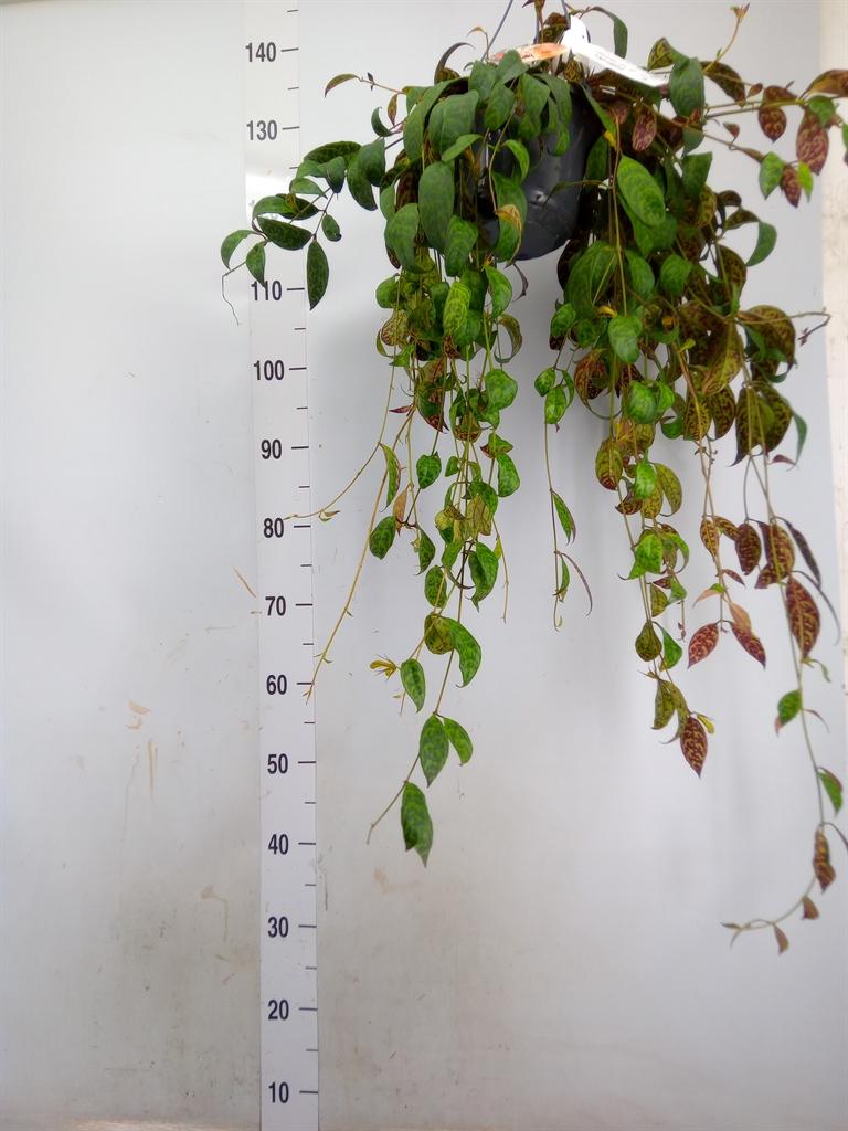 Горшечные цветы и растения оптом Aeschynanthus Marmoratus от 1шт из Голландии с доставкой по России