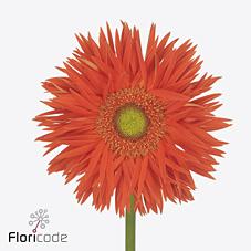 Срезанные цветы оптом Gerbera yari+ от 45шт из Голландии с доставкой по России