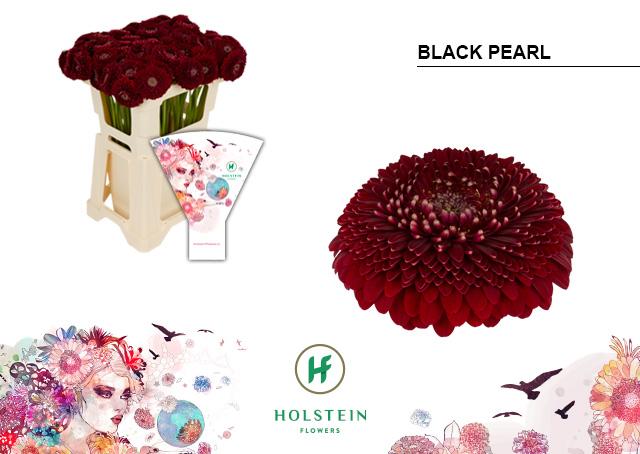 Срезанные цветы оптом Germini gerponi black pearl от 80шт из Голландии с доставкой по России