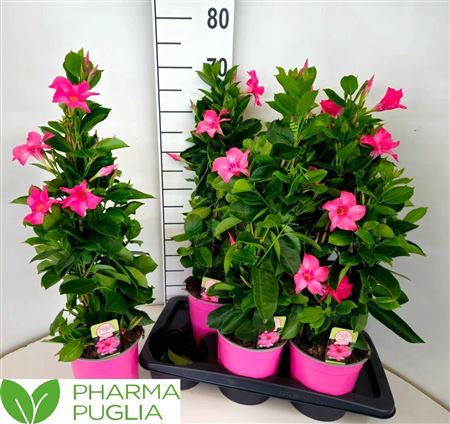 Горшечные цветы и растения оптом Mande Rio Pink от 6шт из Голландии с доставкой по России