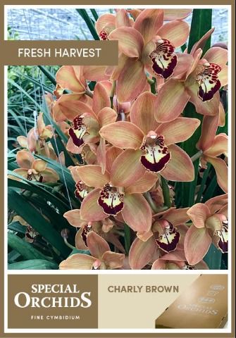 Срезанные цветы оптом Cymbidium brown charly brown от 9шт. из Голландии с доставкой по России