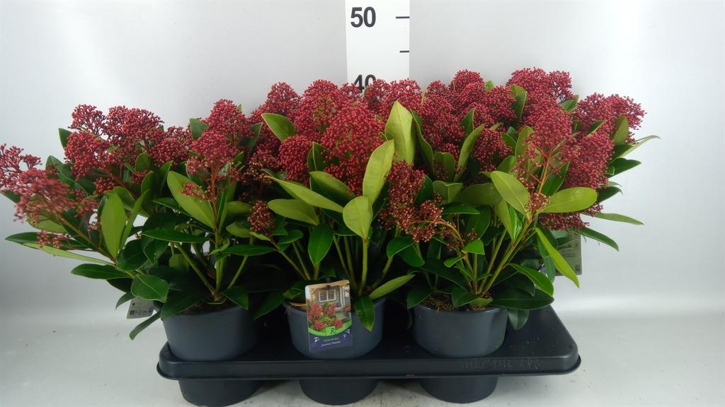 Горшечные цветы и растения оптом Skimmia Jap. rubella A от 6шт из Голландии с доставкой по России