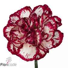 Срезанные цветы оптом Dianthus st baccarat от 80шт из Голландии с доставкой по России
