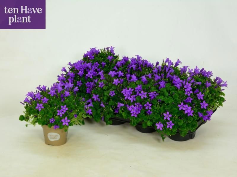 Горшечные цветы и растения оптом Camp Por Porto от 8шт (для телеги) из Голландии с доставкой по России