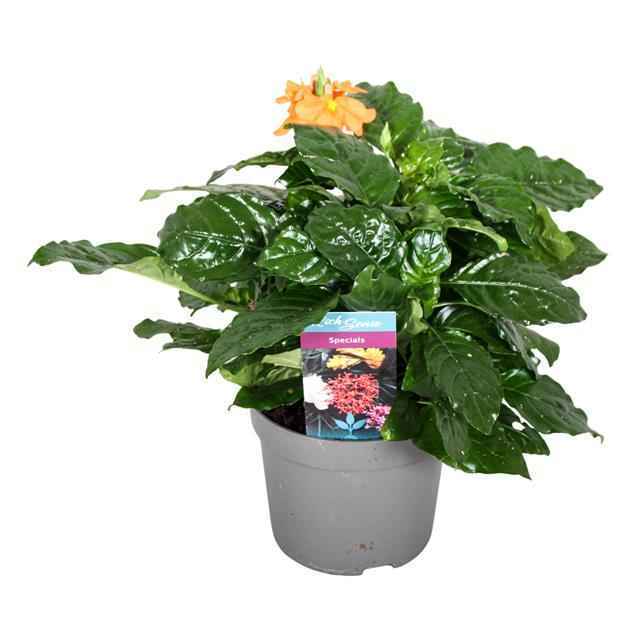 Горшечные цветы и растения оптом Crossandra Fortuna от 6шт из Голландии с доставкой по России