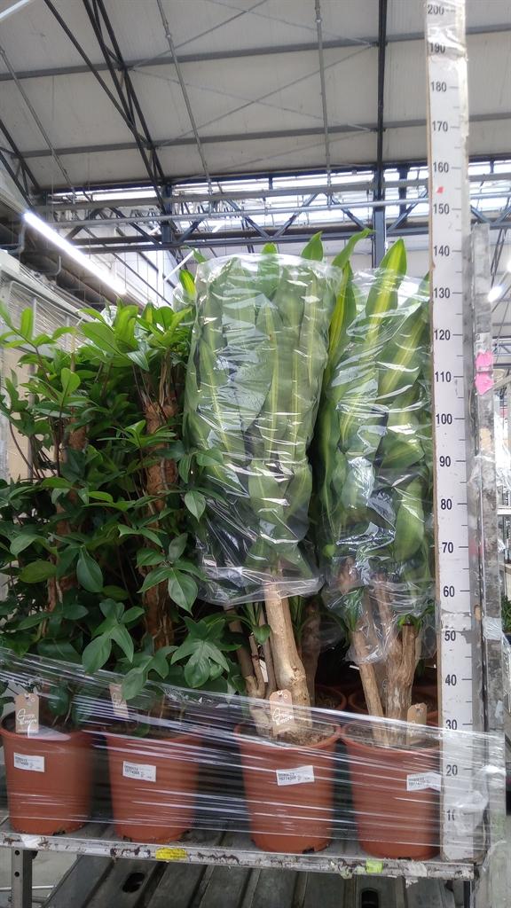 Горшечные цветы и растения оптом Dracaena Frag. massangeana от 1шт из Голландии с доставкой по России