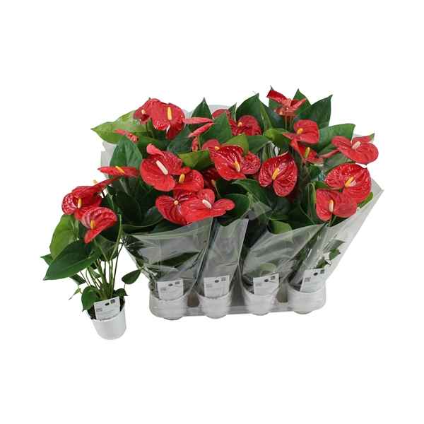 Горшечные цветы и растения оптом Anth An Jambo Red 4+ Blanco Sleeve от 12шт из Голландии с доставкой по России