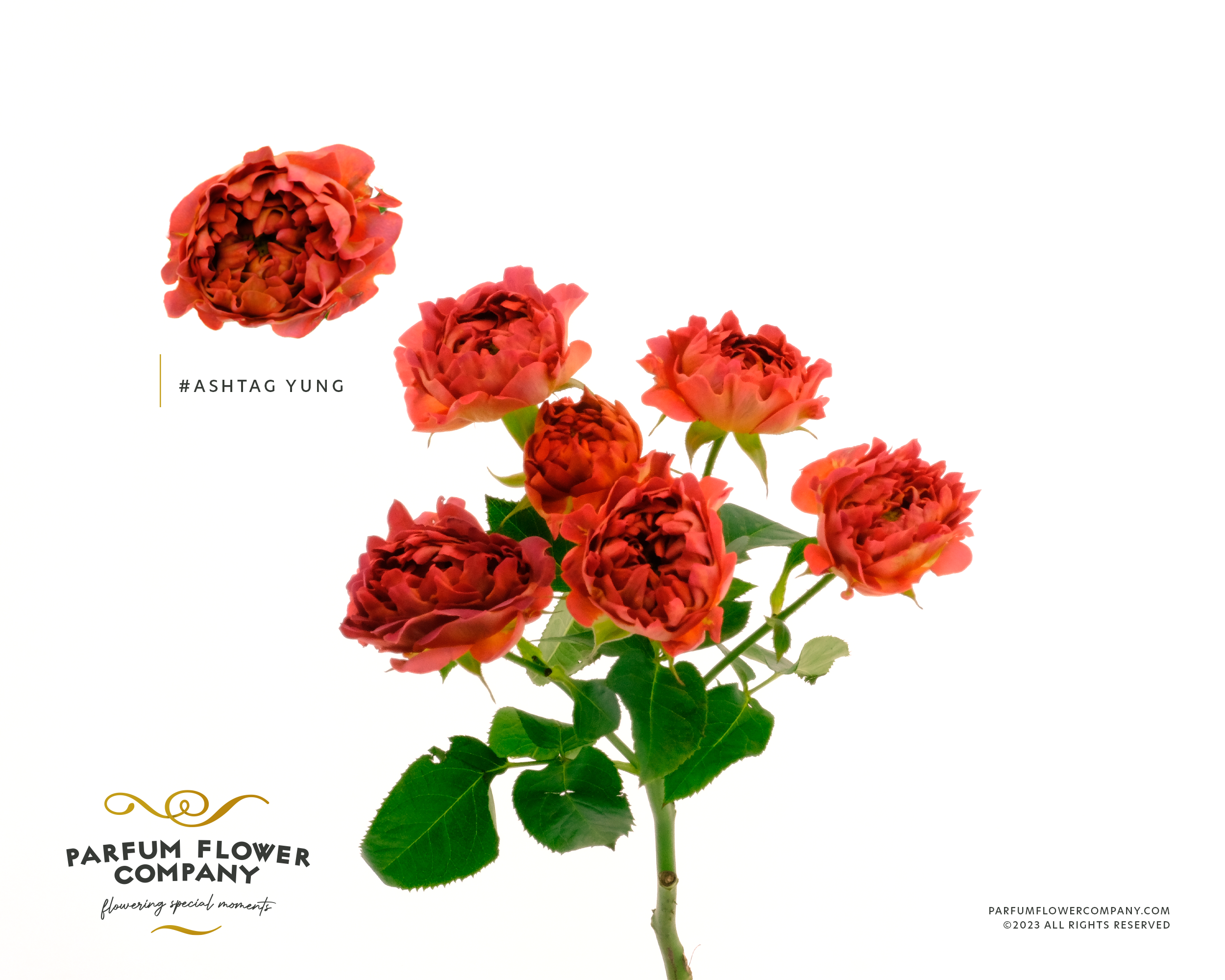 Срезанные цветы оптом Rosa sp hashtags yang от 12шт из Голландии с доставкой по России