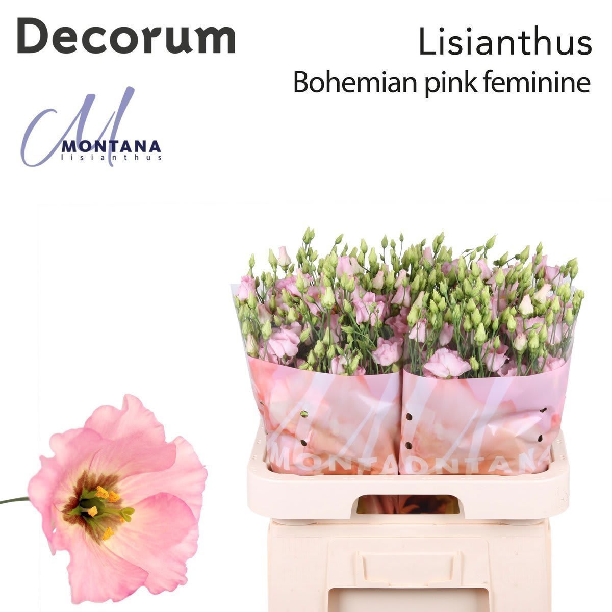 Срезанные цветы оптом Lisianthus si bohemian pink от 140шт.. из Голландии с доставкой по России