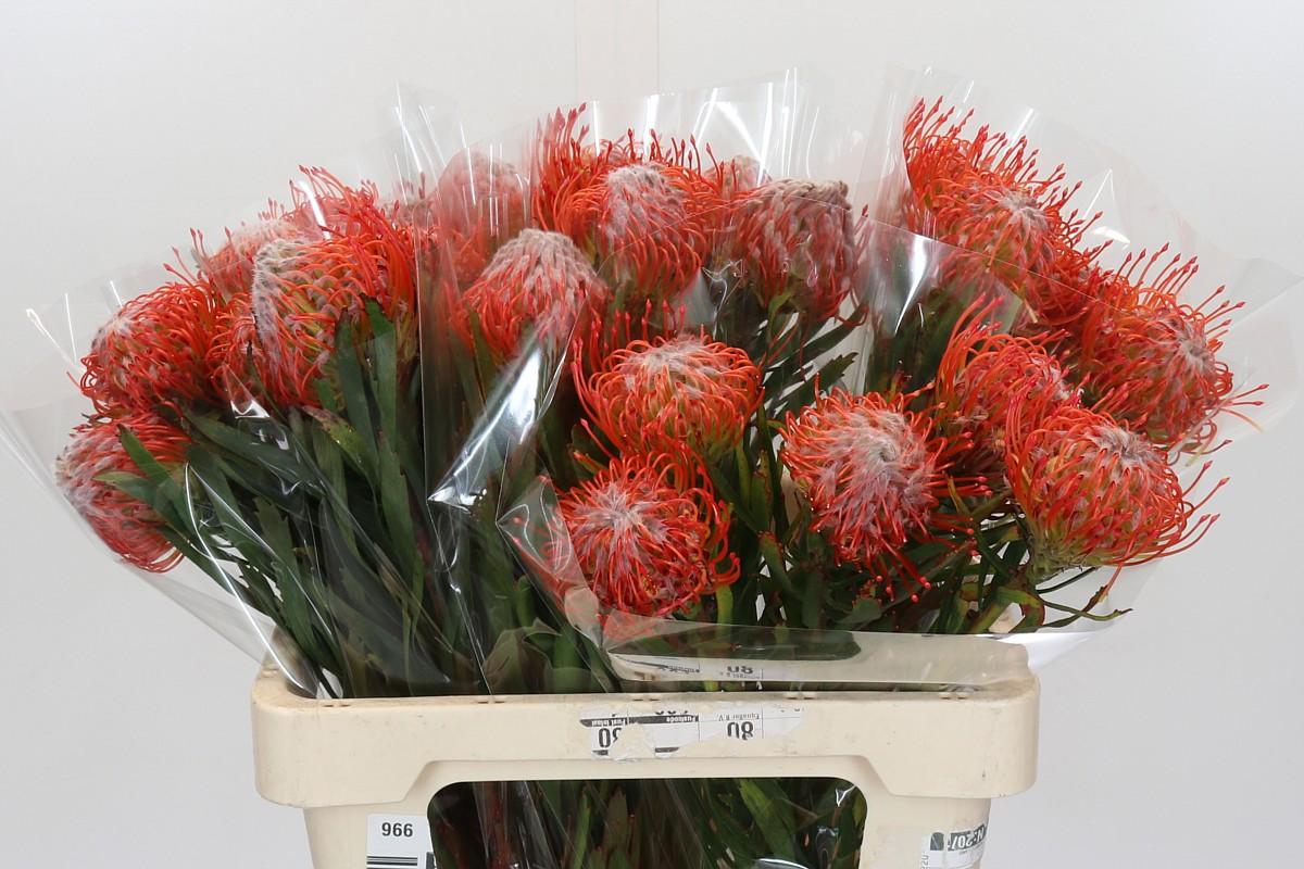 Срезанные цветы оптом Nutans tango от 30шт из Голландии с доставкой по России