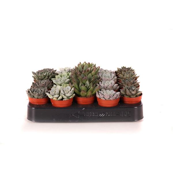 Горшечные цветы и растения оптом Echeveria Mix On Row от 20шт (для телеги) из Голландии с доставкой по России