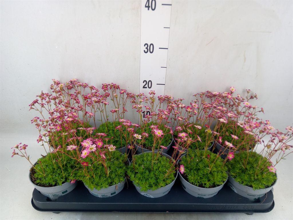 Горшечные цветы и растения оптом Saxifraga   ..kamerplant от 10шт из Голландии с доставкой по России