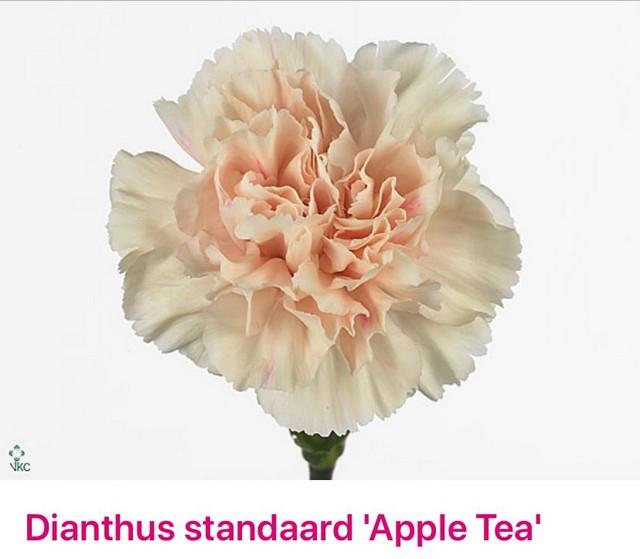 Срезанные цветы оптом Dianthus st apple tea от 80шт. из Голландии с доставкой по России