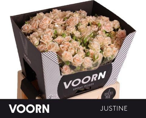 Срезанные цветы оптом Rosa spray justine от 40шт из Голландии с доставкой по России