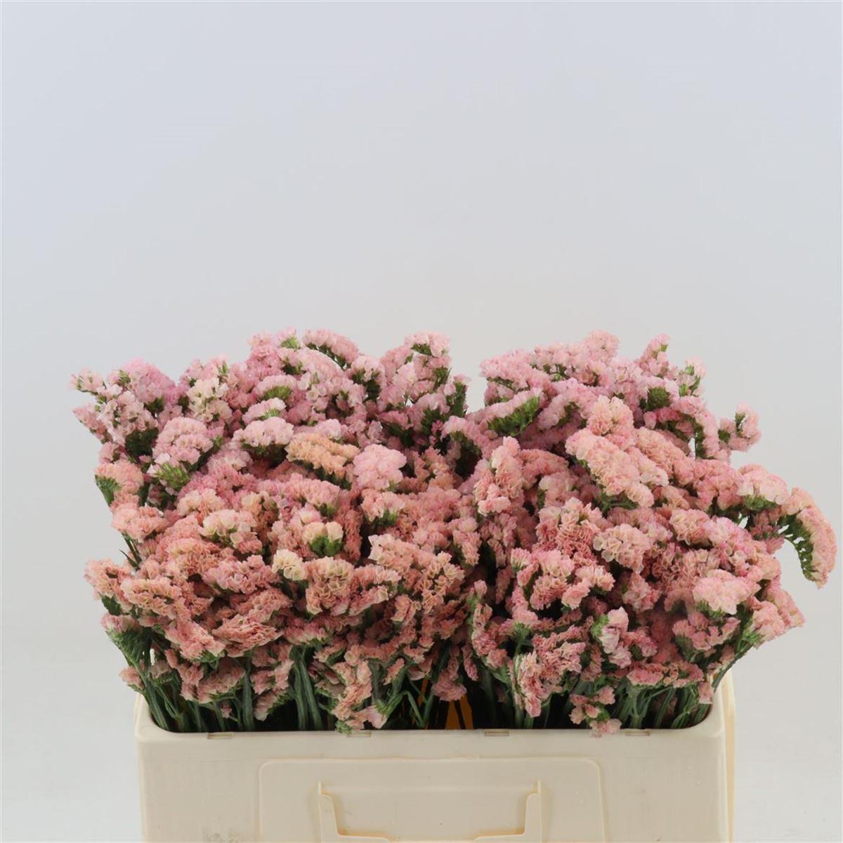 Срезанные цветы оптом Statice peach wings от 100шт из Голландии с доставкой по России