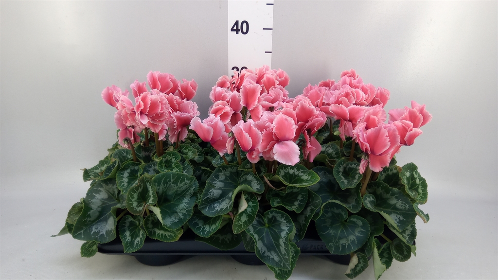 Горшечные цветы и растения оптом Cyclamen Gr halios Curly Litchi от 6шт (для телеги) из Голландии с доставкой по России