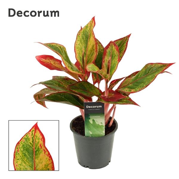 Горшечные цветы и растения оптом Aglaonema Red Fire (decorum) от 10шт из Голландии с доставкой по России