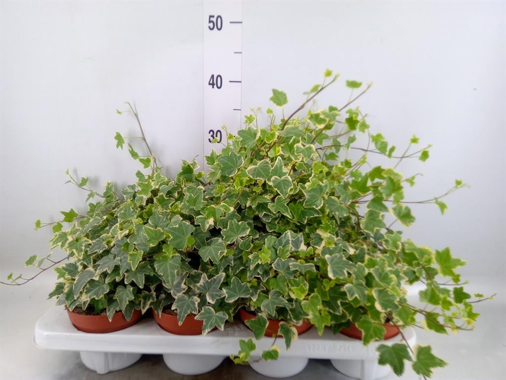 Горшечные цветы и растения оптом Hedera   ...variegated от 8шт из Голландии с доставкой по России