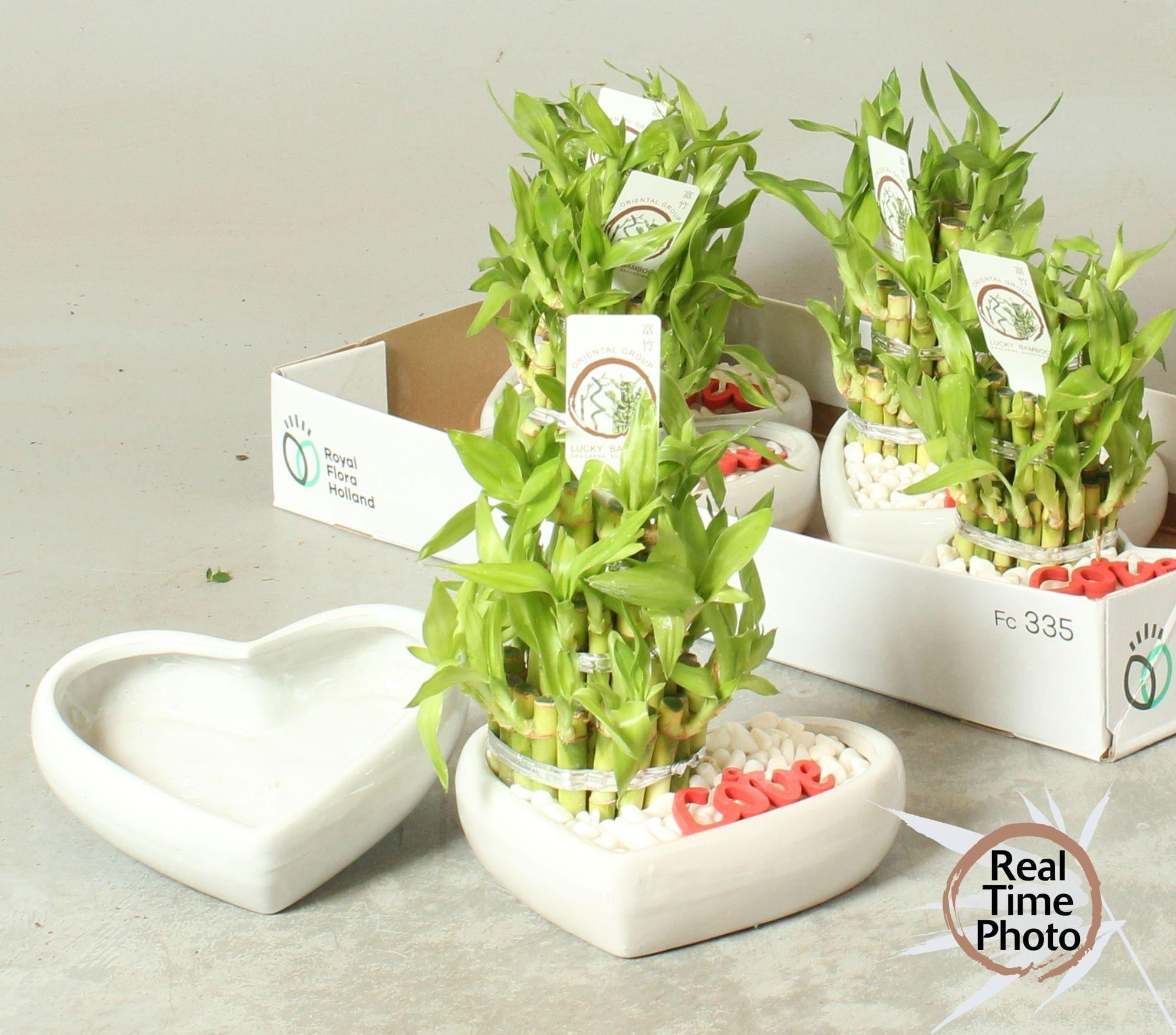 Горшечные цветы и растения оптом Dra Lucky Bamboo от 5шт из Голландии с доставкой по России