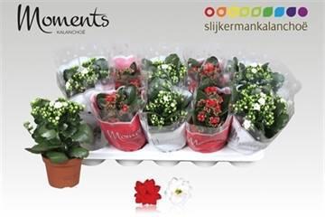 Горшечные цветы и растения оптом Kal Ge Gem 2 Kl от 10шт из Голландии с доставкой по России