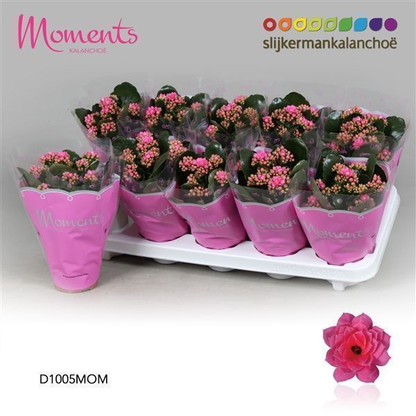 Горшечные цветы и растения оптом Kalanchoe Double Pink от 10шт из Голландии с доставкой по России