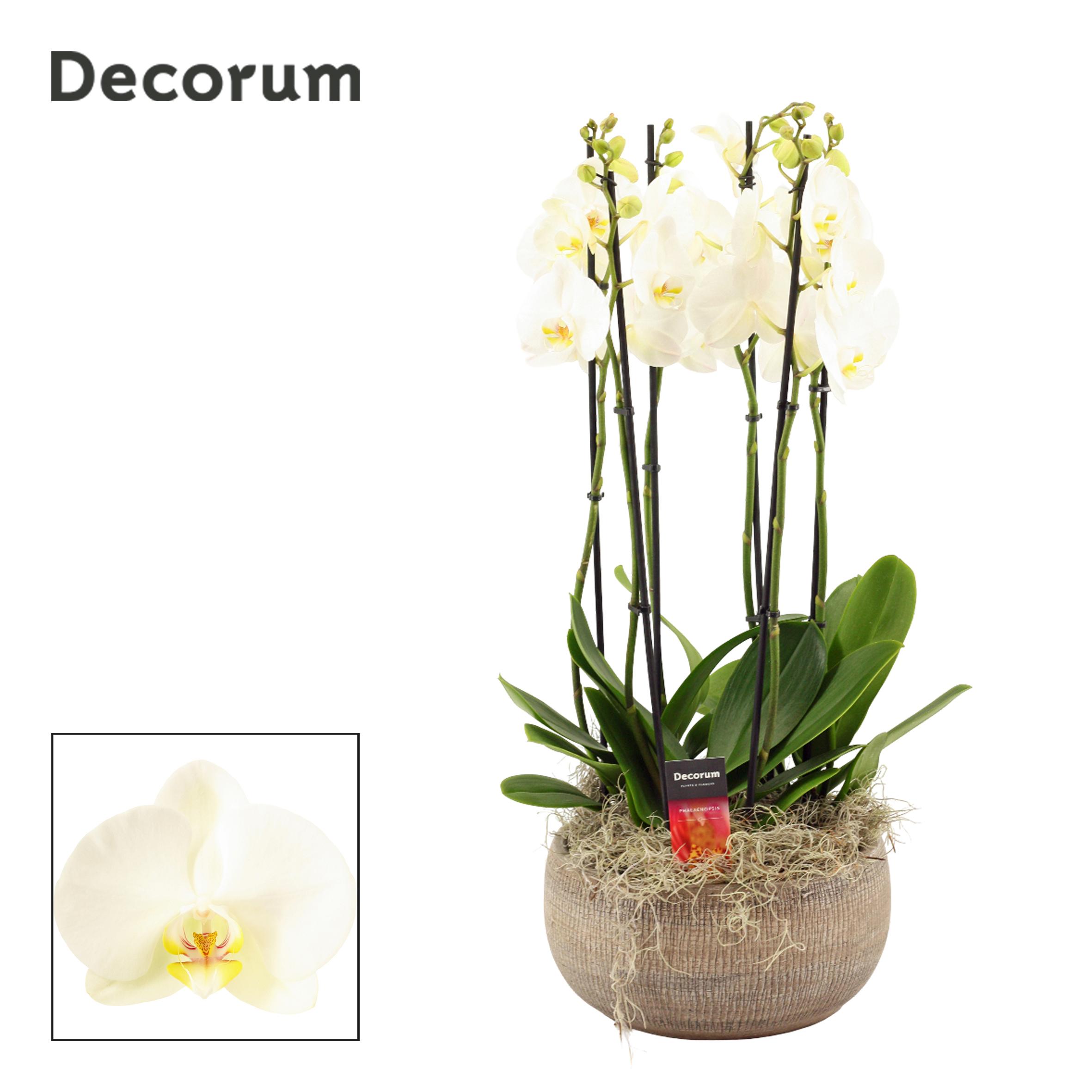 Горшечные цветы и растения оптом Phal Ov Wit от 1шт' из Голландии с доставкой по России