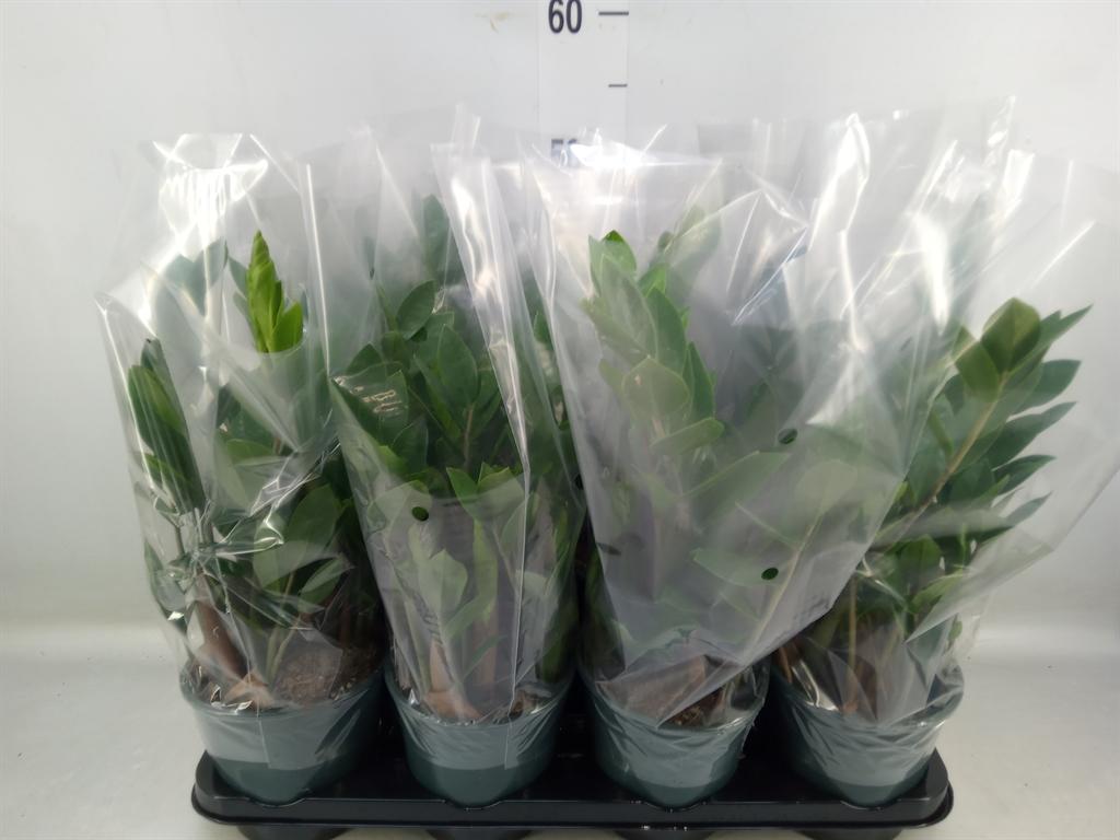 Горшечные цветы и растения оптом Zamioculcas Zamiifolia от 8шт из Голландии с доставкой по России