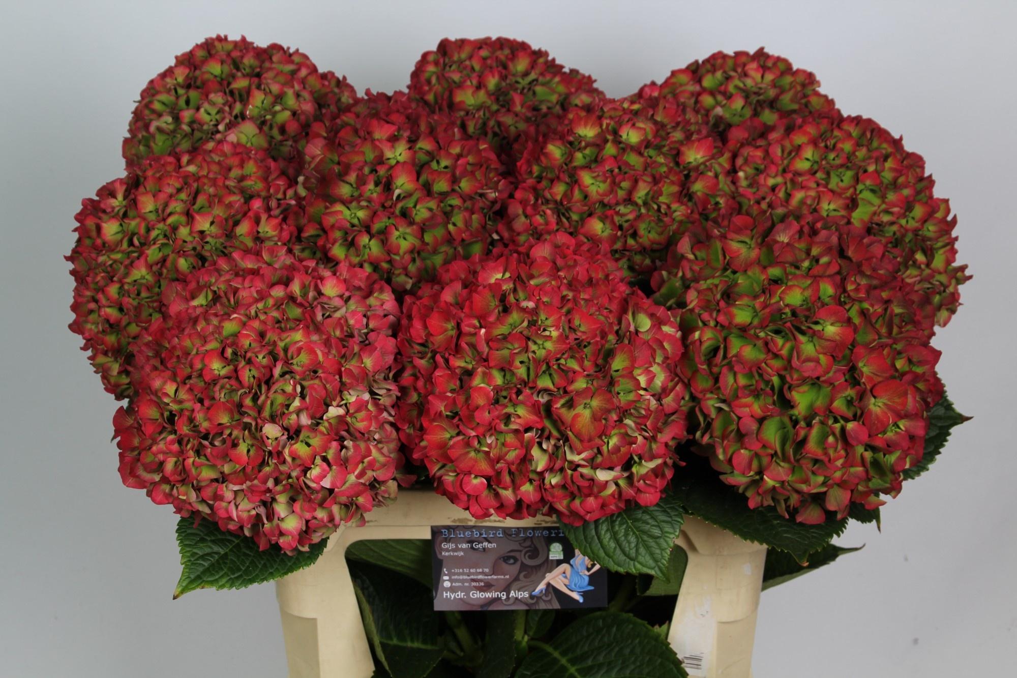 Срезанные цветы оптом Hydrangea vuurbaak от 10шт из Голландии с доставкой по России