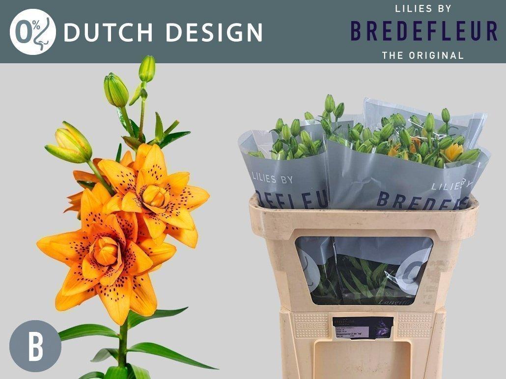 Срезанные цветы оптом Lilium as dutch design от 40шт из Голландии с доставкой по России