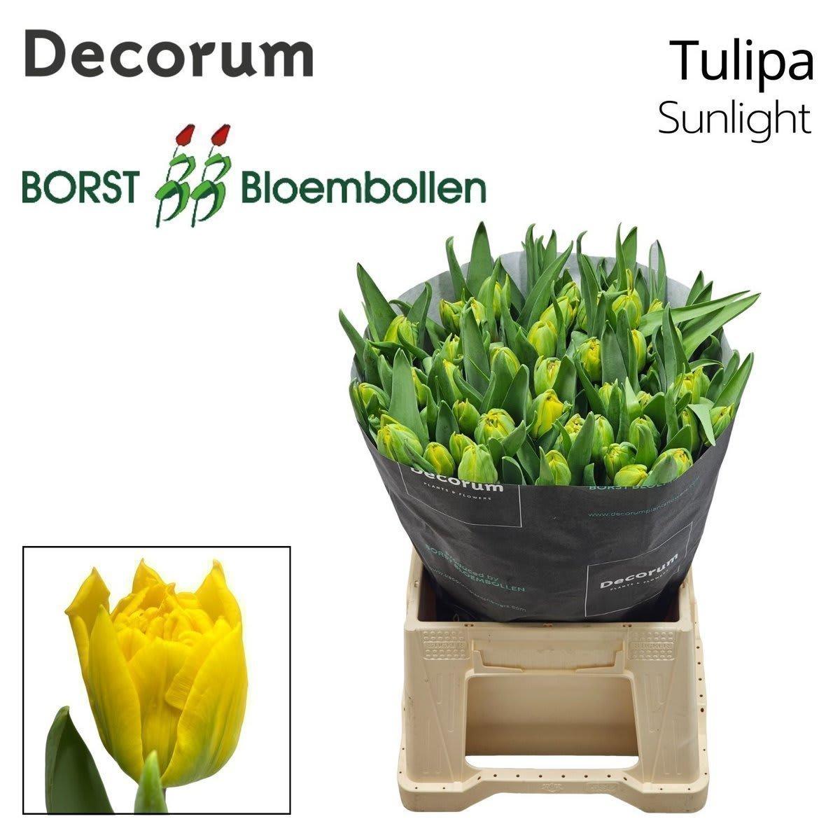 Срезанные цветы оптом Tulipa do sunlight от 50шт из Голландии с доставкой по России