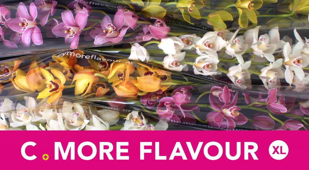 Срезанные цветы оптом Cymbidium mix от 6шт..... из Голландии с доставкой по России