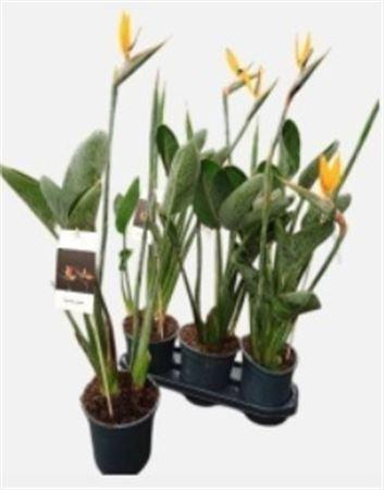 Горшечные цветы и растения оптом Strelitzia Reginae 1+ от 3шт из Голландии с доставкой по России