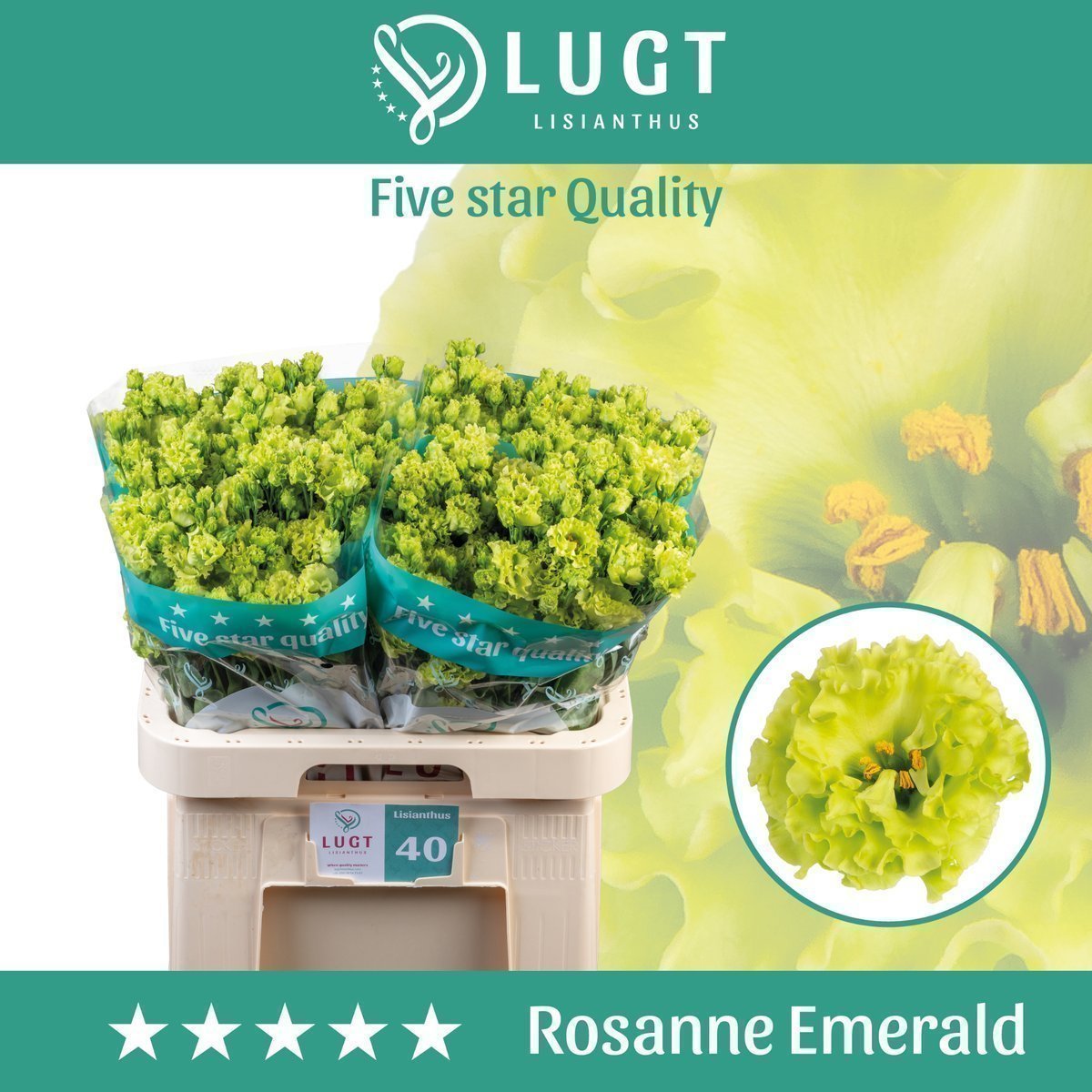 Срезанные цветы оптом Lisianthus do rosanne emerald от 50шт. из Голландии с доставкой по России