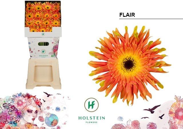 Срезанные цветы оптом Gerbera diamond gerpasta flair от 45шт из Голландии с доставкой по России