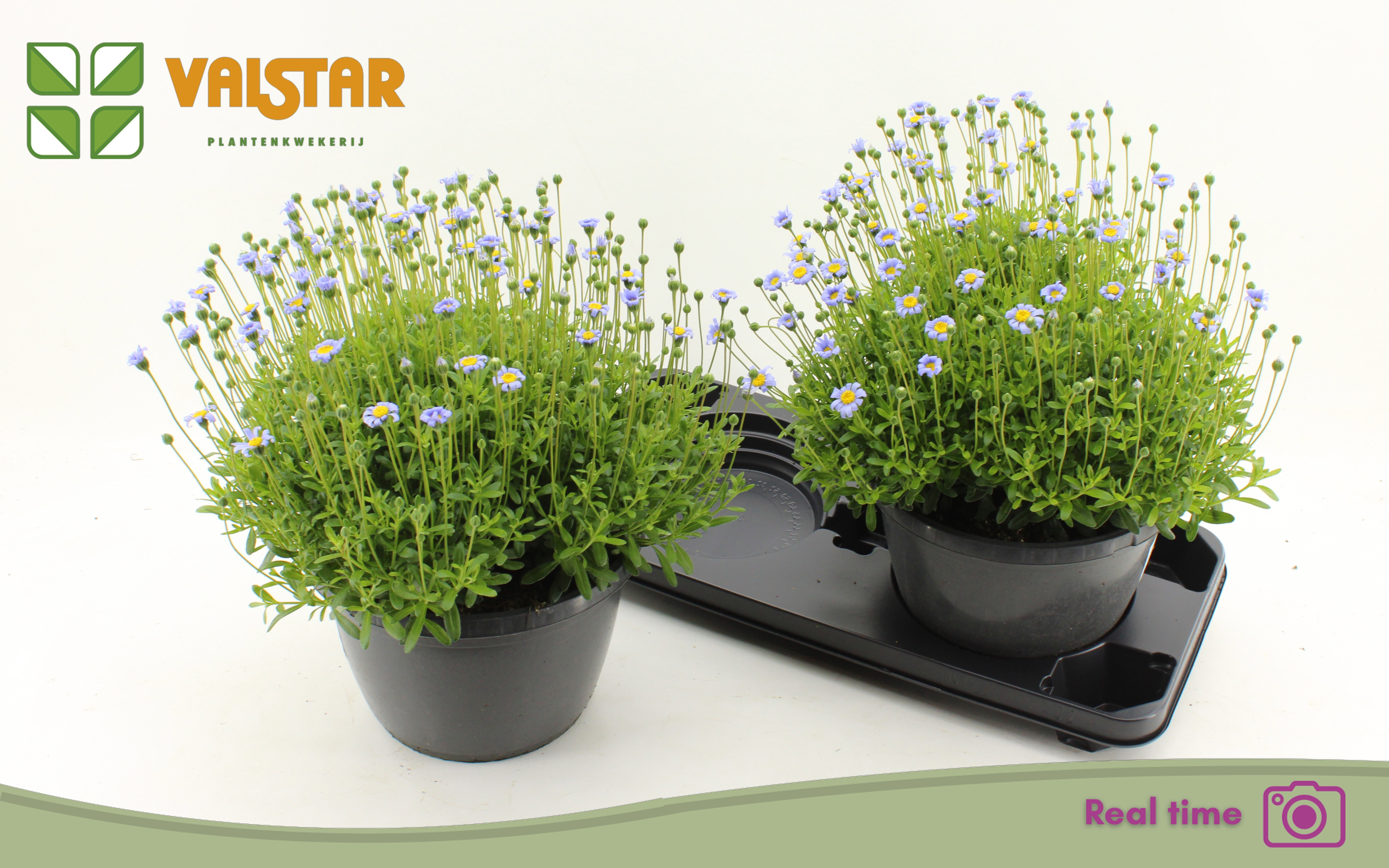 Горшечные цветы и растения оптом Feli Am Felicit Blue от 2шт из Голландии с доставкой по России